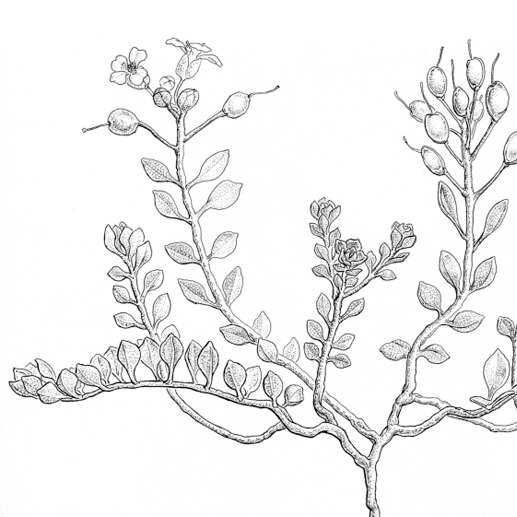  Alyssum arenarium
